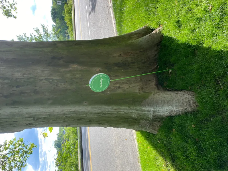 Urban forest field photo