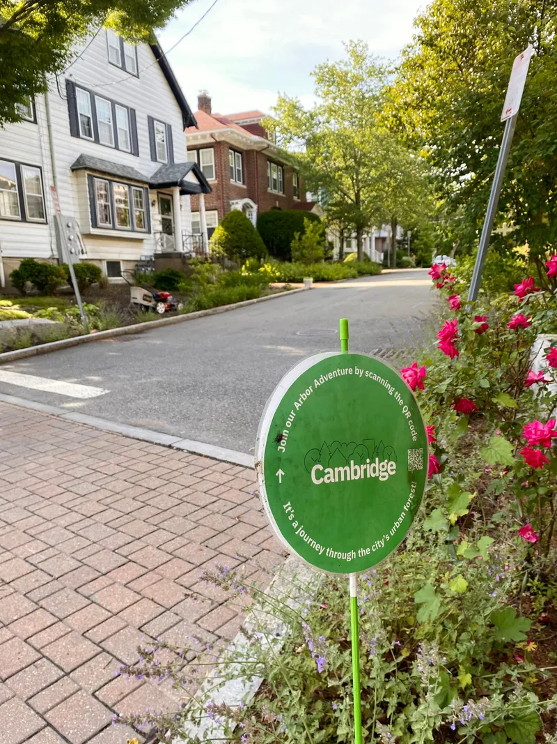 Urban forest field photo