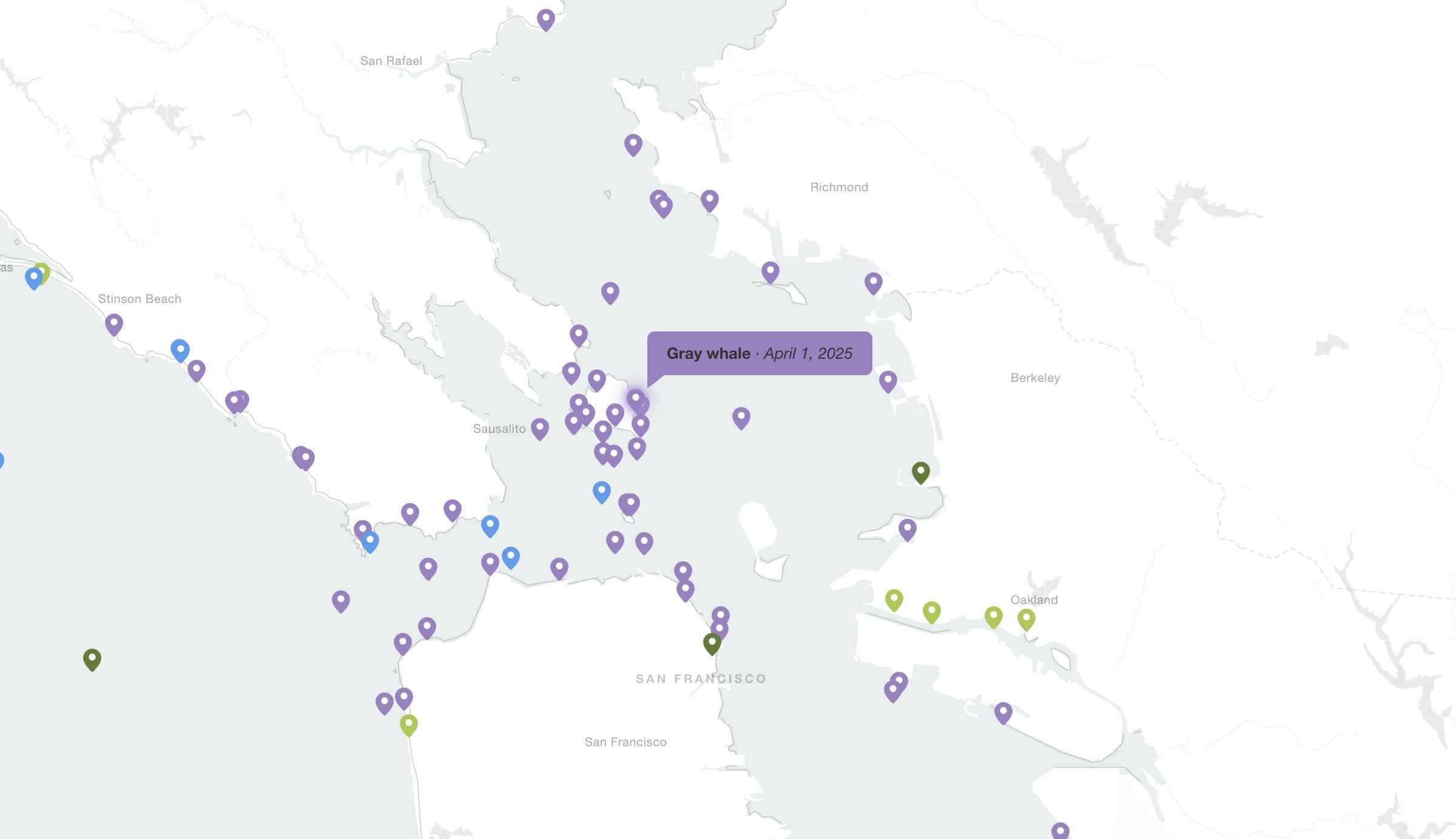 The Bay Whale Strandings interactive map of the Bay Area, each stranding plotted by species, with a gray whale record open