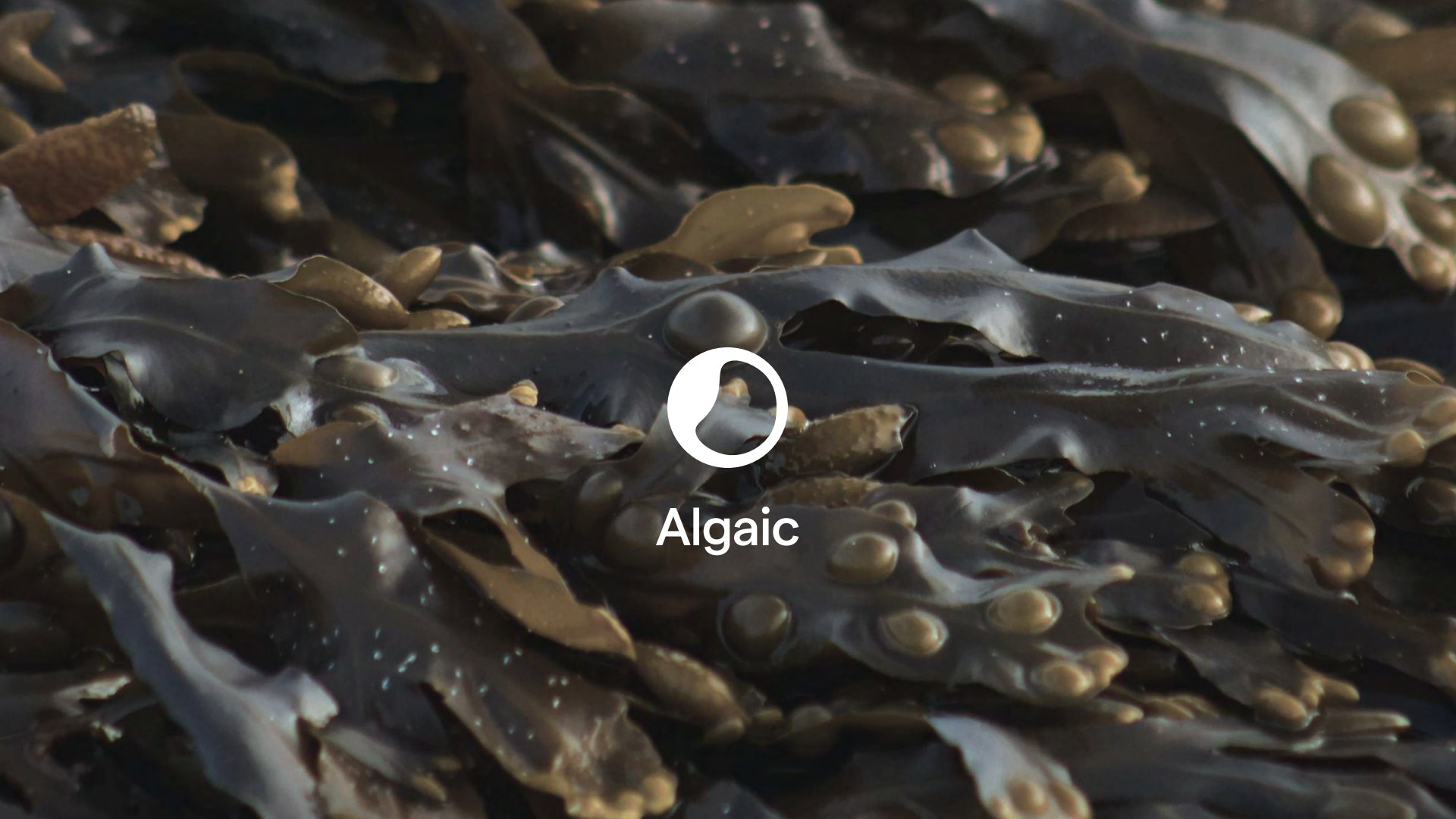 Algaic: Pitch Deck & Brand Direction