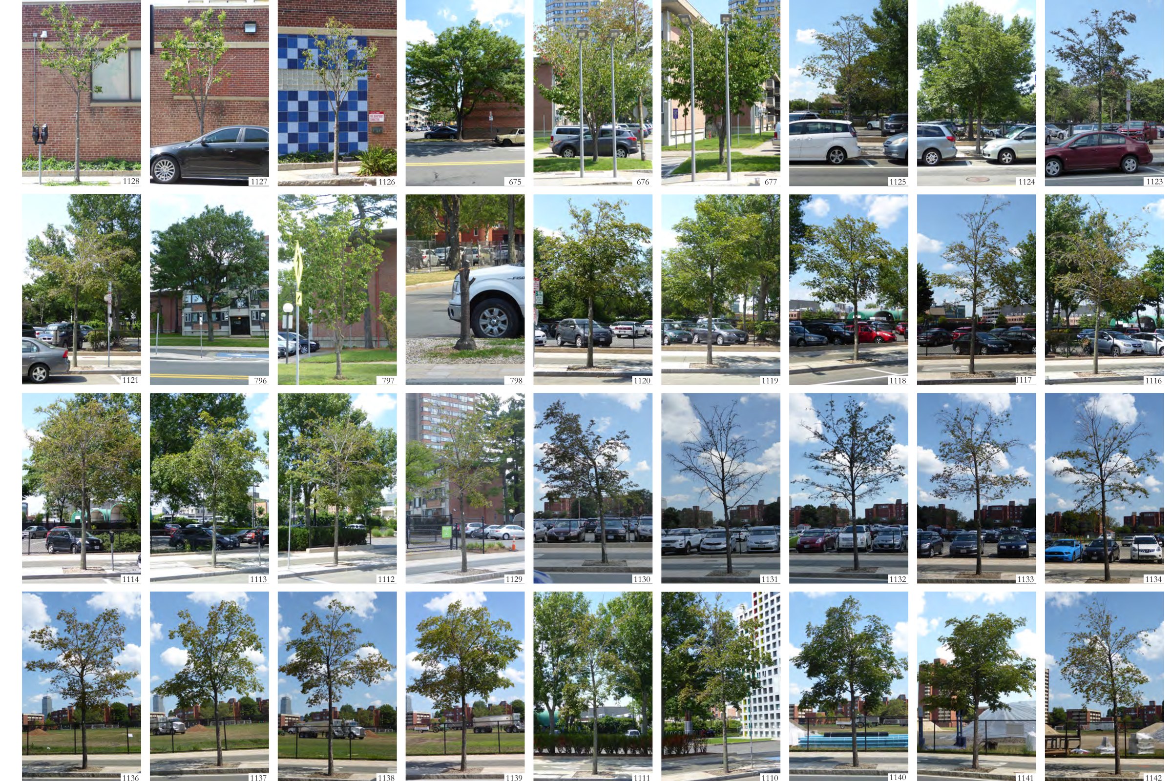 Tree inventory: every tree photographed and numbered to the MIT campus tree inventory